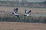 Swampy Alexander and their two chicks - October 2015